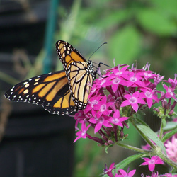 pentas